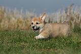CORGI PEMBROKE 1151